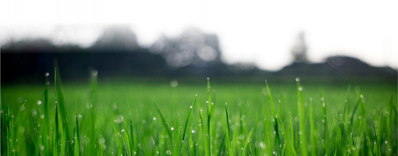 home-sod-and-landscape-company